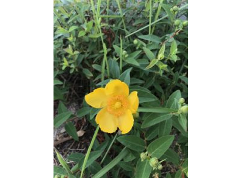 きいろい花サムネイル画像